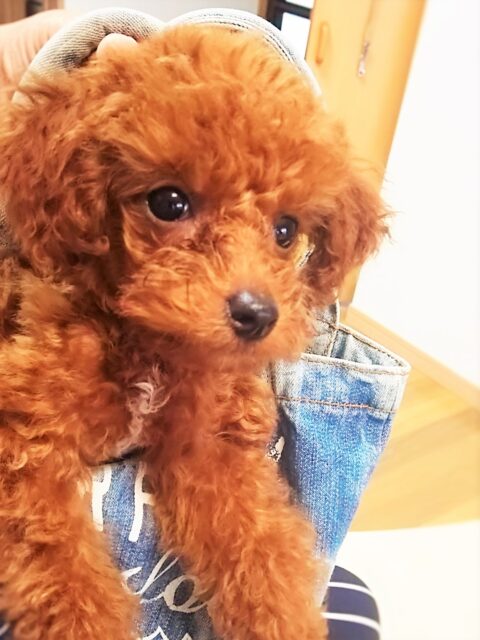 『僕は看板犬のチーズです。僕は色々な所を巡り巡って、海の近くにたどり着いたんだ。そしたら、色んな人にイイ子イイ子されて、とっても嬉しいワン!僕の新しいママは色んな人の事を【お客様】って呼んでるみたい。何だか楽しい所に来られて幸せだな~✌('ω'✌ )三✌('ω')✌三( ✌'ω')✌ワンワン』